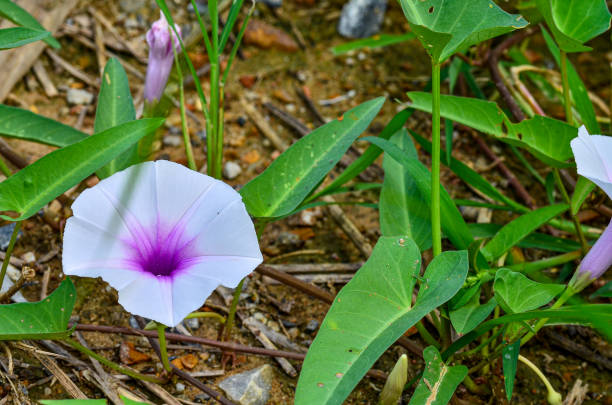 istock morning glory flowers on the ground 1403407329
