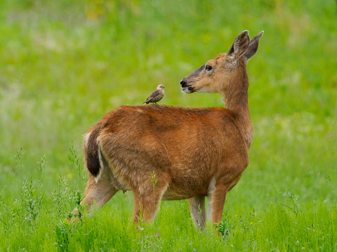 A female deer is standing in a field with a small bird on her back. This doe and bird is in western Washington State.