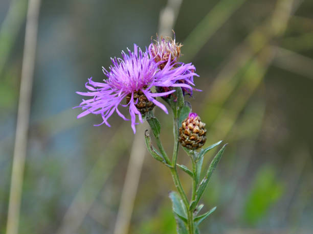 istock Cornflower Centaurea jacea blooms in a meadow among grasses 1403407932