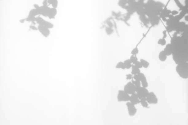 istock Abstract leaves natural shadow overlay on white texture background, for overlay on product presentation, backdrop and mockup 1403408014