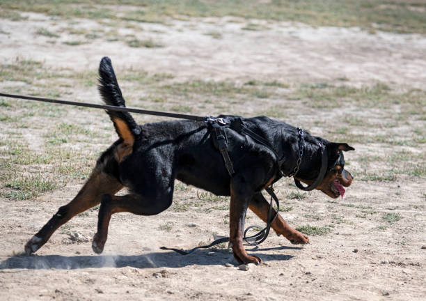 istock training of rottweiler 1403408495