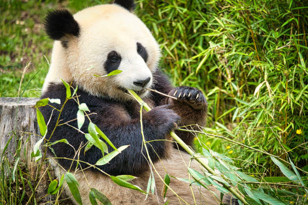 istock big panda sitting eating bamboo. Endangered species. Black and white mammal 1403409305