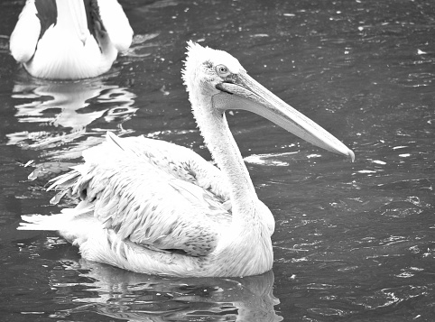 Pelican black and white, swimming in the water. White gray plumage, large beak, at a large sea bird. Animal photo