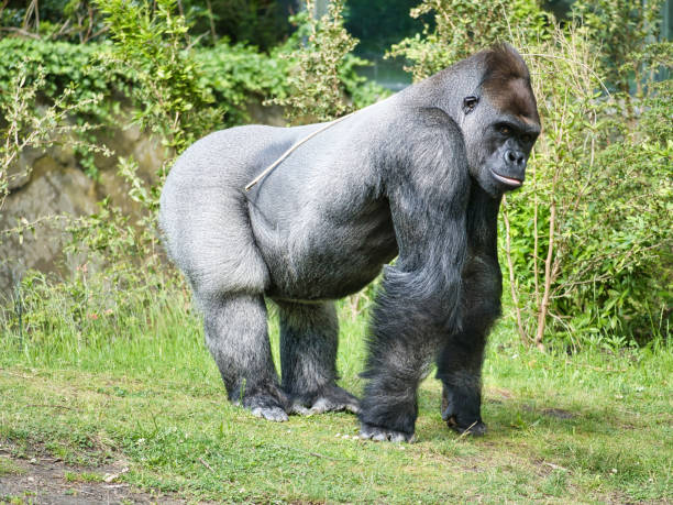 istock Gorilla, Silver back. The herbivorous big ape is impressive and strong. 1403409605