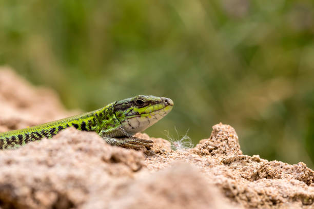 istock Erhard's Wall Lizard (Podarcis erhardii naxensis) sitting on a stones close-up in a sunny day 1403410663