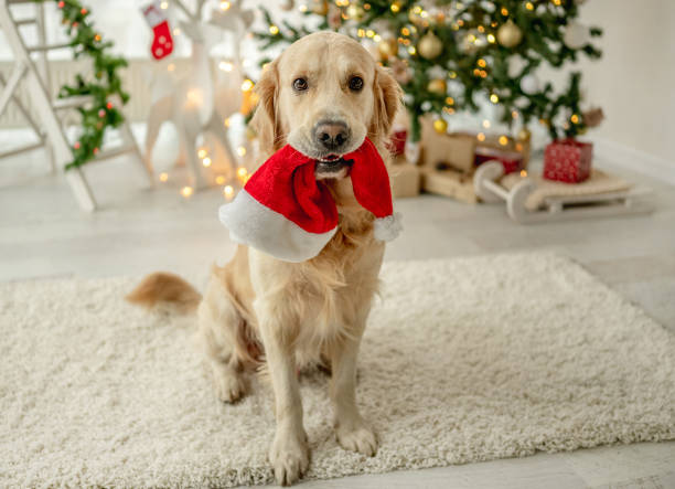 istock Golden retriever dog in Christmas time 1403413421