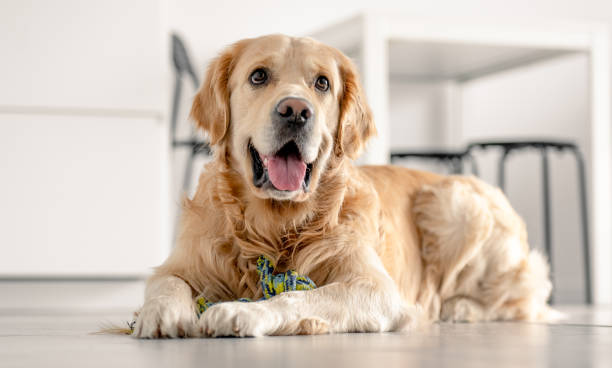 istock Golden retriever dog at home 1403413438