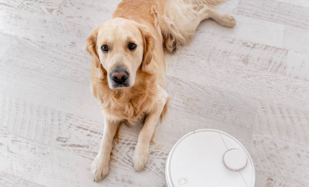 istock Golden retriever dog at home interior 1403413452