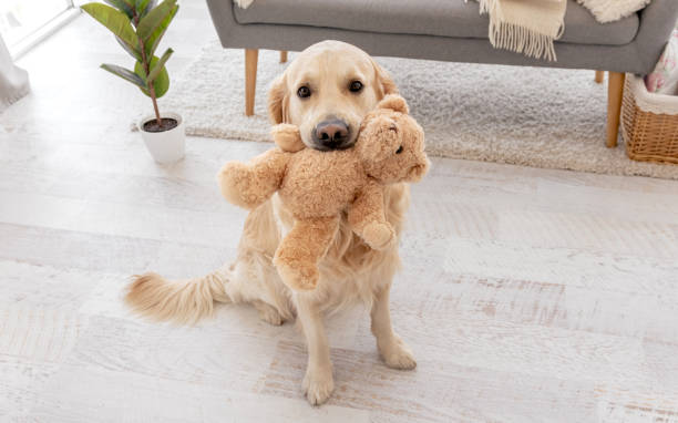 istock Golden retriever dog at home interior 1403413456