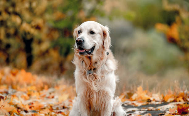 istock Golden retriever dog in park 1403413468