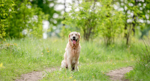 istock Golden retriever dog outdoors in summer 1403413488