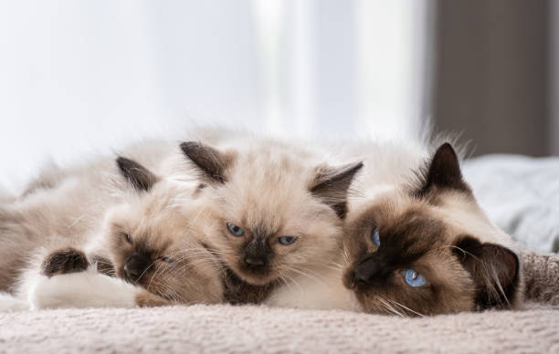 istock Ragdoll cat with kittens in the bed 1403414912