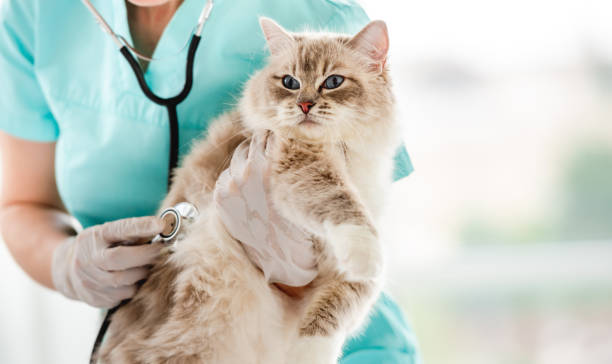istock Ragdoll cat at veterinerian clinic 1403414932