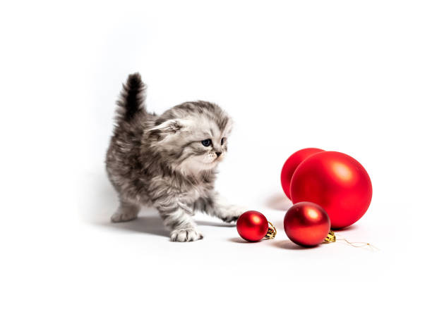 istock Small furry kitten with red balls 1403415003