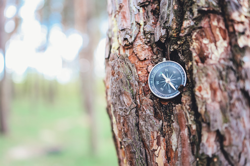 Compass Course Tree Signs Compass In Tree In Forest Background Stock Photo - Download Image Now ...