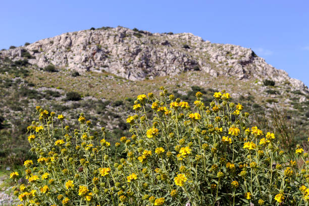 The plant (Phlomis fruticosa) grows in the mountains on a rock in the spring day