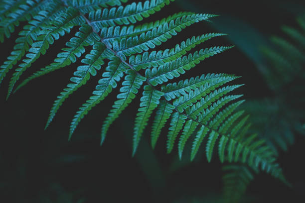 istock Green fern leaf on dark background 1403419310