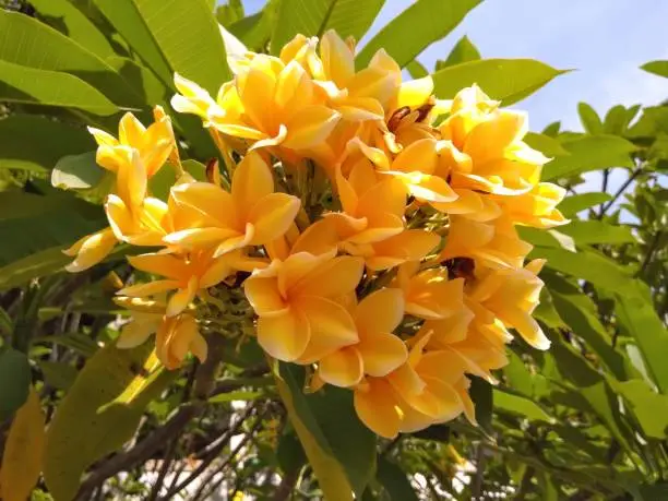Photo of In Indonesia, frangipani trees are very popular on the island of Bali, almost all villages and temples in Bali have this frangipani tree.