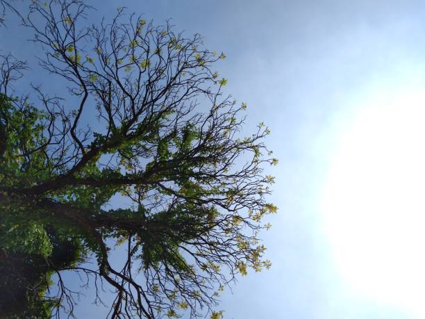 beau paysage quand je lève les yeux vers le ciel, je vois un tronc d’arbre qui a une branche unique - low angle view photos et images de collection