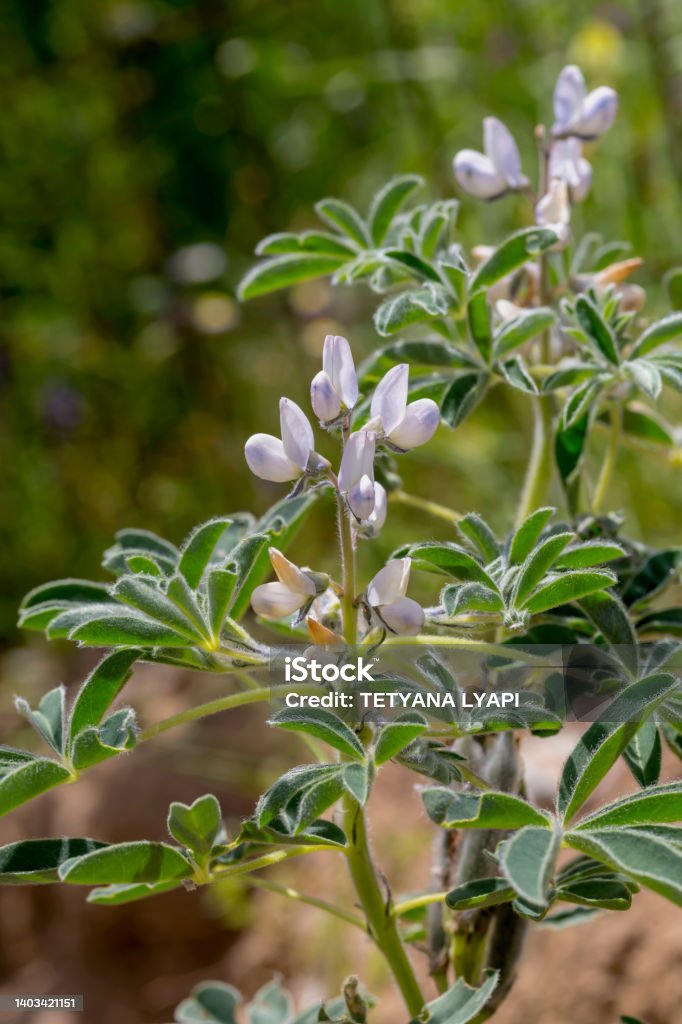 Wild plant (Lupinus angustifolius) grows in natural habitat close-up Wild plant (Lupinus angustifolius) with white flowers grows in its natural habitat close-up on a spring day Agricultural Field Stock Photo