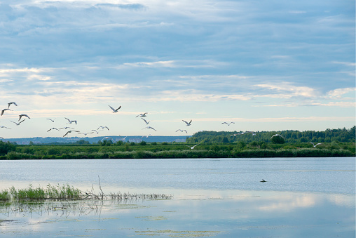 A flock of gulls over the lake