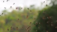 istock Group of Stingless Bees flying 1403422865