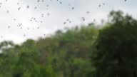 istock Group of Stingless Bees flying 1403423492
