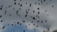 istock Group of Stingless Bees flying 1403423734