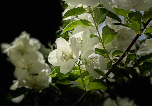 Flowering Jasmine full in blossom