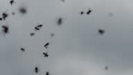 istock Group of Stingless Bees flying 1403423841