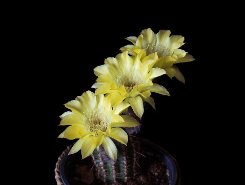 cactus con tres flores amarillas