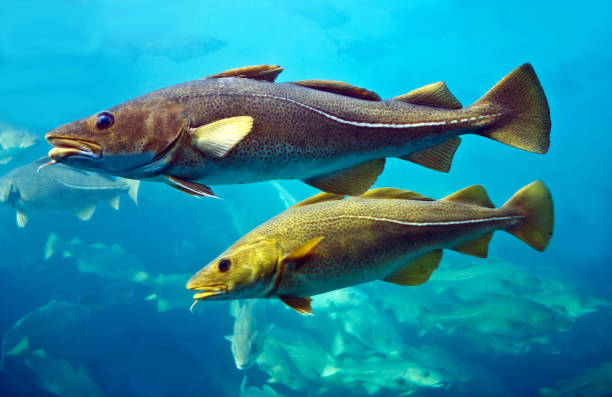 istock Norway. Cod fishes swimming underwater 1403425398