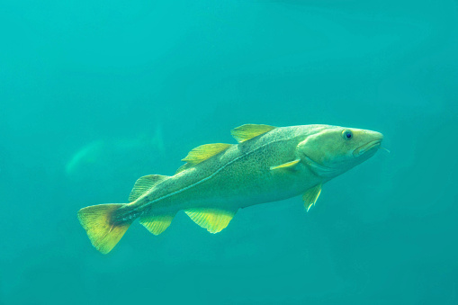 Cod fish floating under water