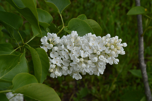 Branch of white lilac with green leaves