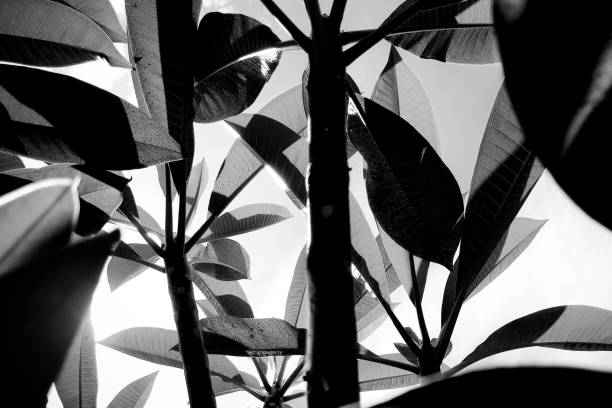 Shades of tropical plants.