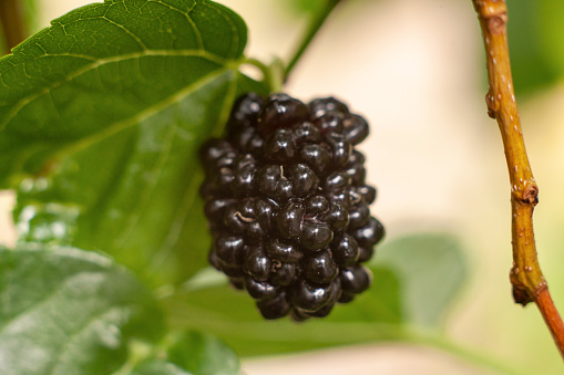 View of black mulberries on the tree.