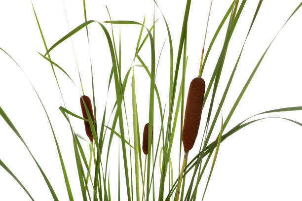 istock Beautiful reeds with catkins on white background 1403426531