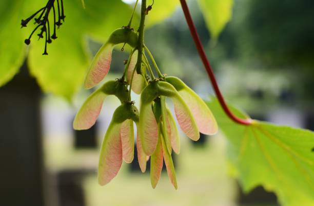 sycamore samen - maple keys seed sycamore tree tree stock-fotos und bilder