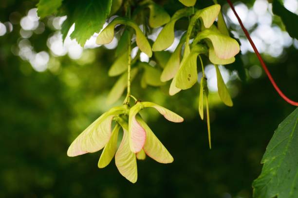 Dangling Seeds Sycamore keys in summer maple keys maple tree seed tree stock pictures, royalty-free photos & images