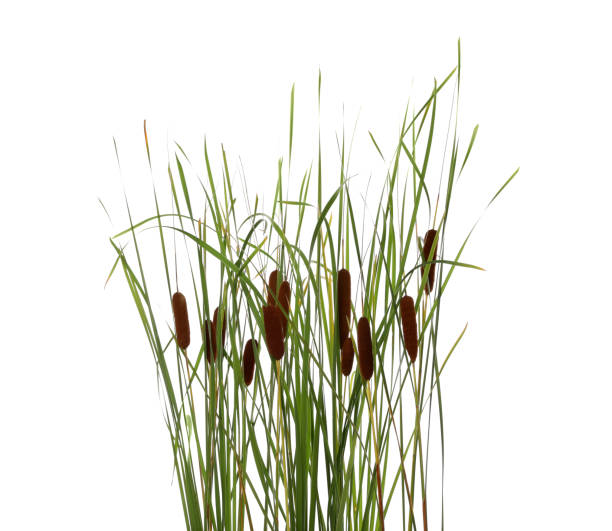 Beautiful reeds with catkins on white background
