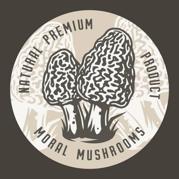 ilustrações, clipart, desenhos animados e ícones de colheita de cogumelo morel da floresta de outono, menu vegano - chanterelle edible mushroom gourmet uncultivated