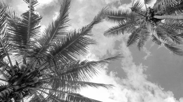 istock Two beautiful coconut trees adorn the sky. 1403429723