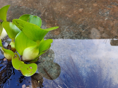 I moved the water hyacinth in the river to the fish pond behind the house. It is hoped that the fish pond ecosystem behind the house will become more natural.