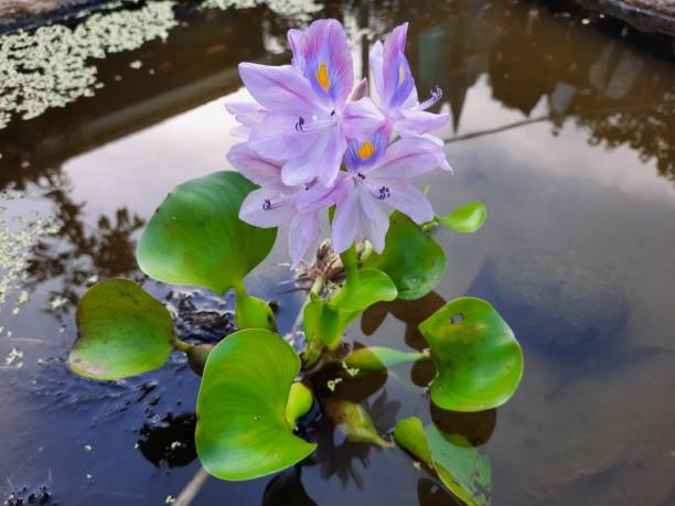 water hyacinth flower - water hyacinth water plant pond nobody imagens e fotografias de stock