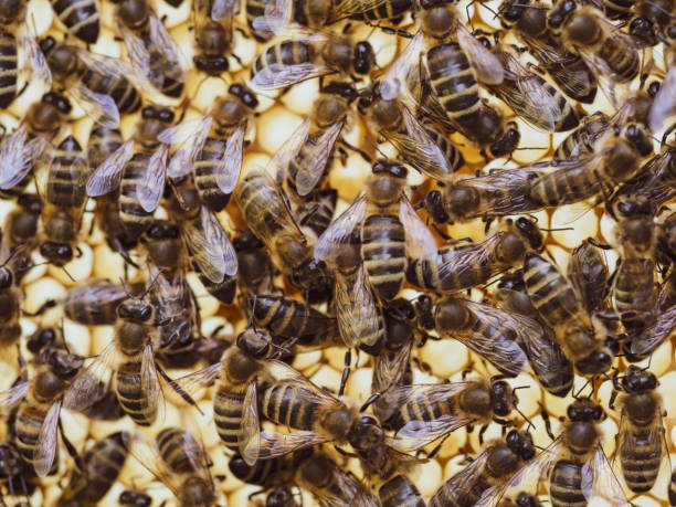 istock Bees work on honeycomb with honey in the hive. Close-up. 1403429896