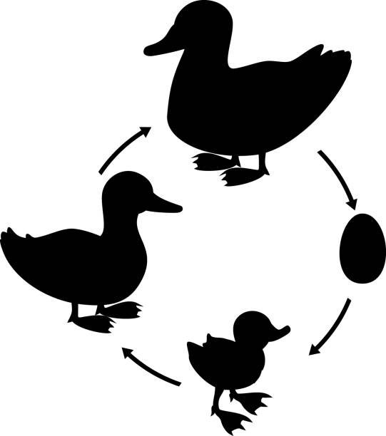 schwarze silhouette des lebenszyklus des vogels. entwicklungsstadien der wildente (stockente) vom ei zum entenküken und erwachsenen vogel isoliert auf weißem hintergrund - duck animal egg isolated bird stock-grafiken, -clipart, -cartoons und -symbole