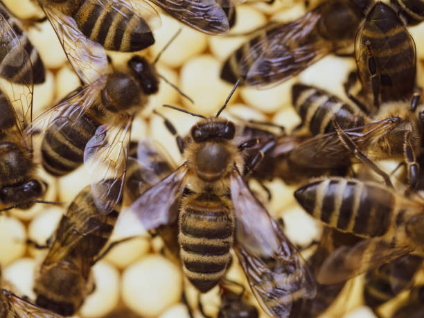 istock Bees work on honeycomb with honey in the hive. Close-up. 1403429906