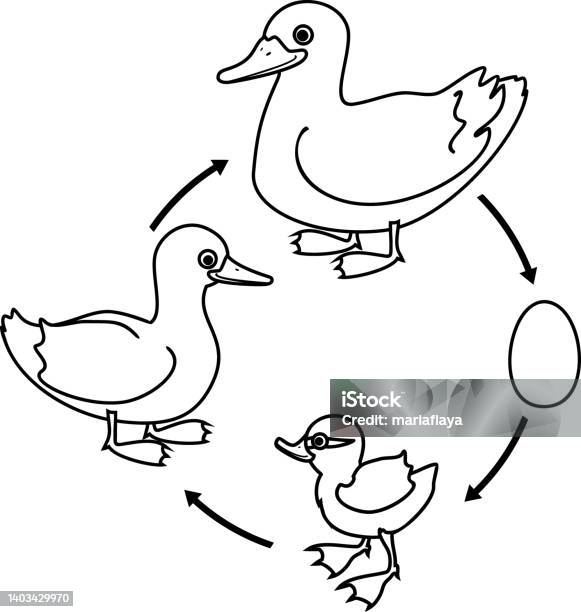 Coloring Page With Life Cycle Of Bird Stages Of Development Of Wild