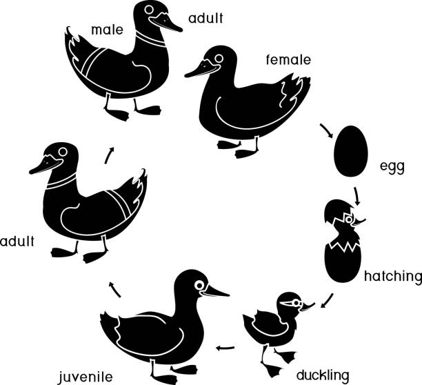 schwarze silhouette des lebenszyklus des vogels. entwicklungsstadien der wildente (stockente) vom ei zum entenküken und erwachsenen vogel isoliert auf weißem hintergrund - duck animal egg isolated bird stock-grafiken, -clipart, -cartoons und -symbole