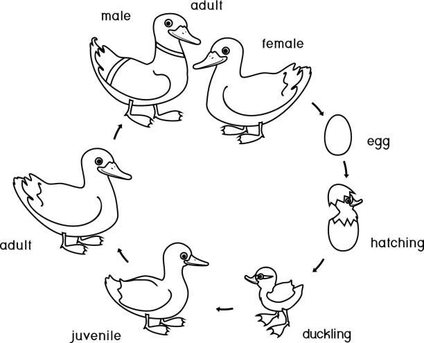 malvorlage mit lebenszyklus des vogels. entwicklungsstadien der wildente (stockente) vom ei zum entenküken und erwachsenen vogel isoliert auf weißem hintergrund - duck animal egg isolated bird stock-grafiken, -clipart, -cartoons und -symbole